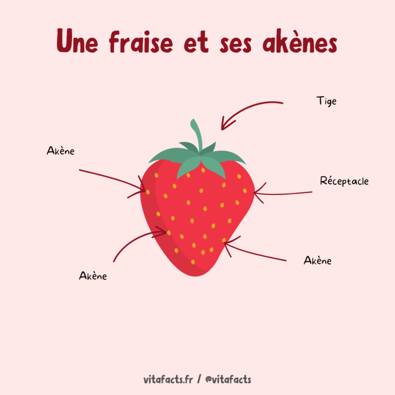 Une fraise Akène de fraise Illustration de fraise Schéma de fraise Réceptacle de fraise Bienfaits des fraises La fraise est-elle un fruit ? Vitafacts faits sur la santé et la nutrition