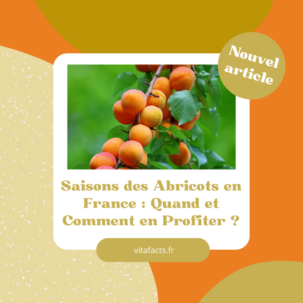 saison des abricots en france