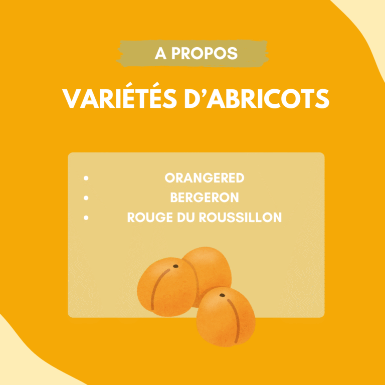 variétés d'abricots français