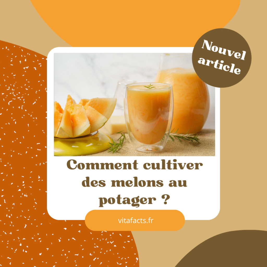 comment cultiver des melons
