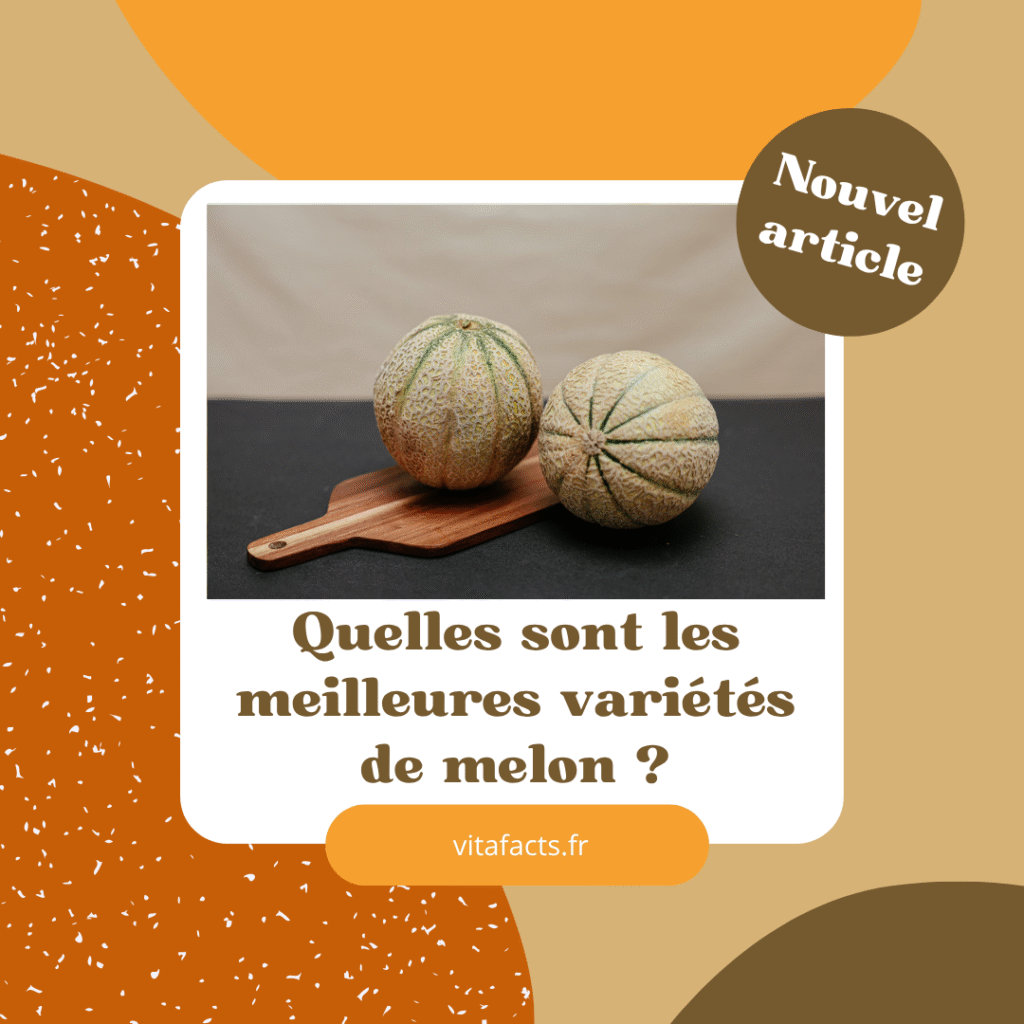 meilleures variétés de melon