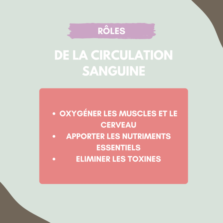 rôle circulation sanguine